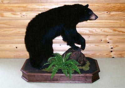 Life Size Octagon Taxidermy Base