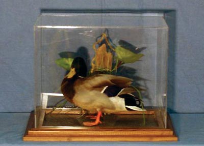 Plexiglass Taxidermy Case